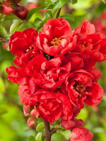 Gutui japonez, 3 butasi de gutui japonez, ce decoreaza gradina prin florile stralucitoare rosii-caramizii si prin fructele galbene comestibile, Yurta