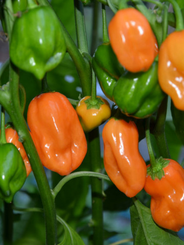 Habanero portocaliu Orange (20 seminte), ardei iute tip chili, Florian