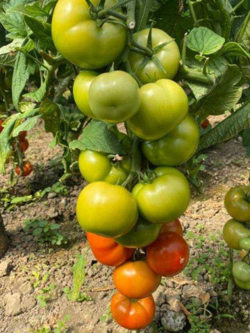 Hayet F1 (500 seminte) tomate timpurii cu crestere nedeterminata, fructe mari rotund-turtite, Sakata