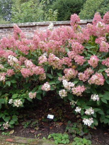 Hortensie Phantom (1 m in ghiveci de 2 L), Hydrangea paniculata, arbust ornamental cu flori grupate in buchete conice, albe, ce devin roz spre toamna