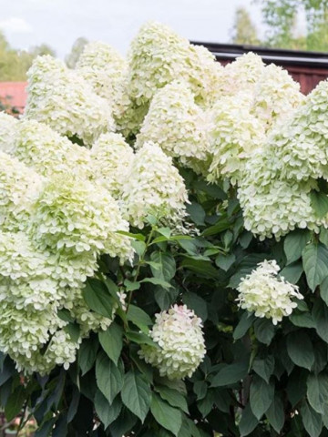 Hortensie Unique, arbust ornamental cu flori grupate in forma de con, albe-verzui in centru si albe-roz pe laterale, Yurta