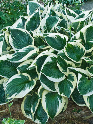 Hosta Minuteman (ghiveci 1,5 L), planta decorativa cu frunze culoare verde inchis si margini alb-cremos