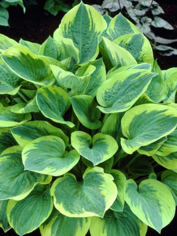 Hosta Wide Brim (ghiveci 1,5 L), planta decorativa cu frunze culoare verde inchis si margini galben-aurii