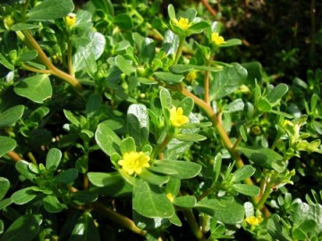 Iarba Grasa Medicinala (Grasita) - Seminte Plante Medicinale Iarba Grasa de la Florian
