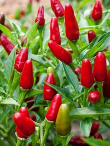 Jalapeno (150 Seminte) de Ardei Iute Jalapeno originar din Mexico America Latina