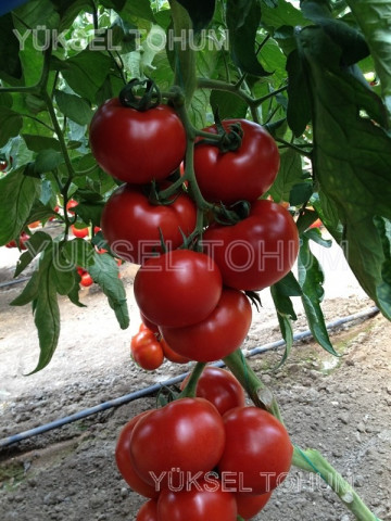 Kahraman F1 (152-350) - 500 sem - Seminte de rosii nedeterminate cu forma rotunda pulpa ferma si rezista bine pe planta de la Yuksel