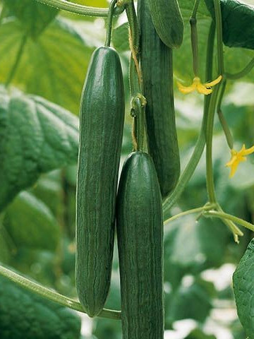 Kalunga F1 - 1000 sem - Seminte de castraveti lungi cu crestere foarte puternica ce se adapteaza foarte bine la diverse conditii climatice producand cate un fruct pe nod de la Enza Zaden