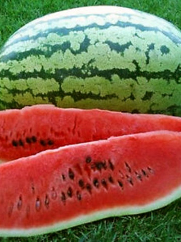 Klondike Blue Ribbon pepene verde (30 seminte) de pepene oval alungit cu dungi inchise