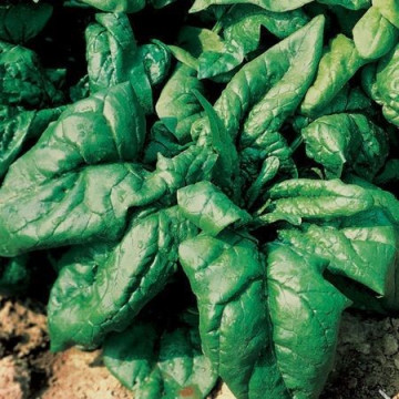 Lagos F1 - 1 kg - Seminte de spanac ce prezinta un verde inchis la frunze cu stralucire foarte buna sanatos si gustos de la Clause