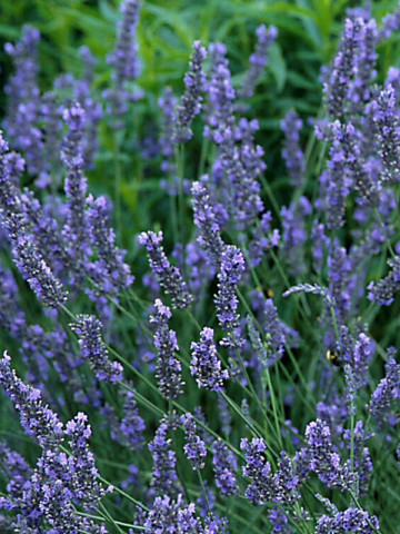 Lavandula Intermedia Grosso (ghiveci 1 L), lavanda cu flori puternic colorate in albastru-mov