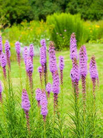 Liatris violet (0.2 gr) planta spic, flori mici, violet purpuriu, Agrosem