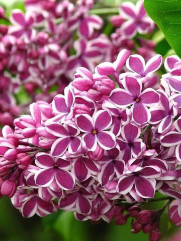 Liliac Sensation, arbust ornamental cu flori grupate in buchete conice, de culoare mov cu margini argintii, parfumate, 1 arbust de 1,5-2 m inaltime, Yurta