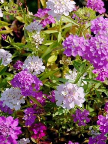 Lilicele (1 g), seminte de flori anuale parfumate Iberis umbellata, colorate in alb, roz si violet, Opal