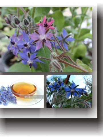 Limba mielului (2 gr) seminte planta anuala medicinala pentru salate, decorativa, Agrosem