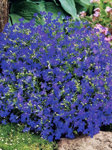 Lobelia pitica albastra, planta anuala, flori mici, (0.1 gr) Agrosem