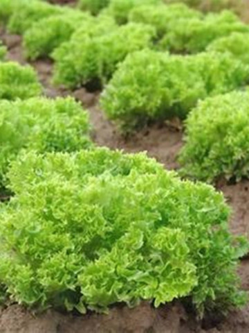Lollo Bionda (4500 seminte) salata baby leaf cu frunze mici pentru salata, creata soi timpuriu, Agrosel