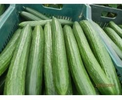 Loustik F1 (1000 seminte) castravete lung timpuriu, Seminis