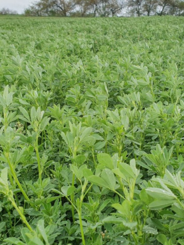 Lucerna Ezzelina (10 kg), seminte de lucerna tratata, soi timpuriu, rezistenta foarte buna la seceta si la ger, foarte productiv, Agrosem