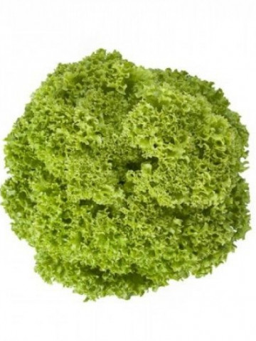 Lugano - 1000 sem - Seminte drajate de salata creata tip lollo ce se poate cultiva pe tot parcursul anului in spatii protejate cu frunze de culoare verde inchis fiind crete si crocante fara a emite tija florala de la Rijk Zwaan