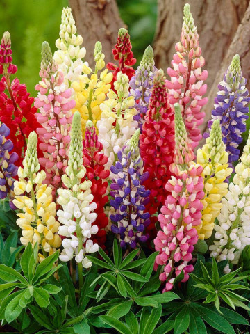 Lupin mix (25 seminte) planta perena, flori de diferite culori, Agrosem