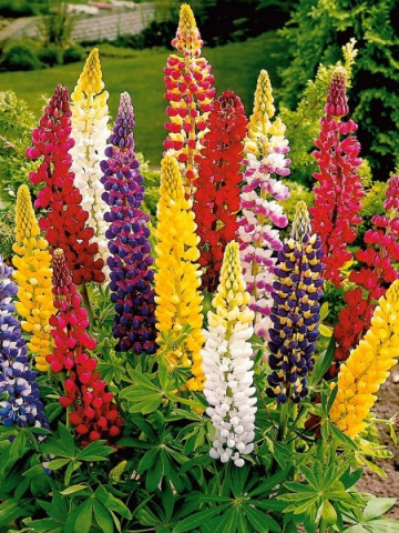 Lupin Mix (50 seminte) de Lupin, flori perene, Opal