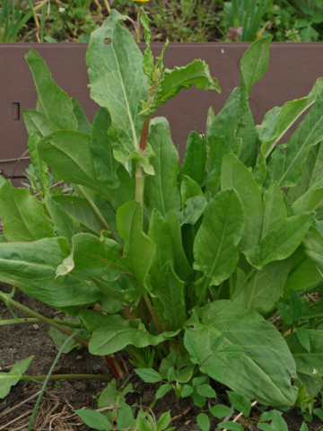 Macris (0.5 gr) Seminte de Macris Planta Aromatica si Medicinala, Agrosem