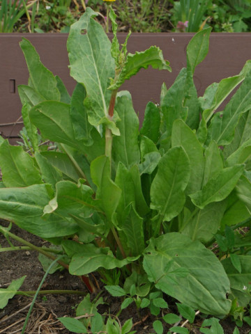 Macris (0.8 gr) Seminte de Macris Planta Aromatica si Medicinala, Agrosem