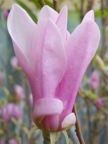 Magnolie George Henry Kern cu flori mari, parfumate, in nuante de roz