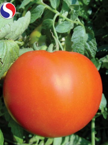 Maraton F1 (1 gr) seminte rosii hibrid nedeterminat, Superior Seeds Serbia