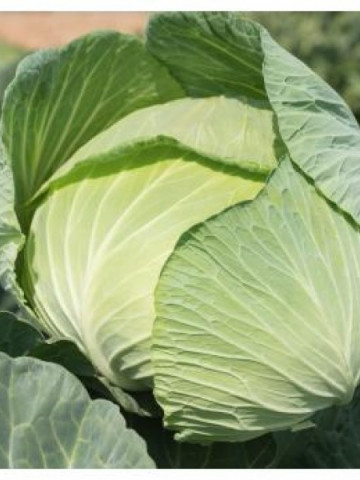 Mavunor F1 (2500 seminte) varza alba hibrid pentru toamna capatana plata frunza subtire si fina, Syngenta