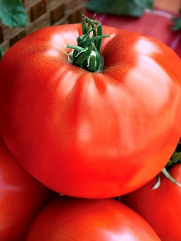 Medelina (1 gr) seminte rosii soi nedeterminat bulgaresti mari tip gigant rosie grasa, Florian