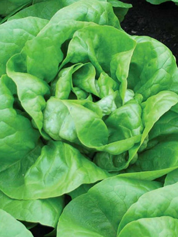 Mensana - 2500 sem - Seminte de salata cu maturitate timpurie ce formeaza capatana grea si voluminoasa rezistenta la colet de la Enza Zaden