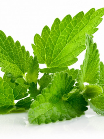 Menta (0.05 gr) seminte de Mentha piperita, planta aromatica si medicinala, Agrosem