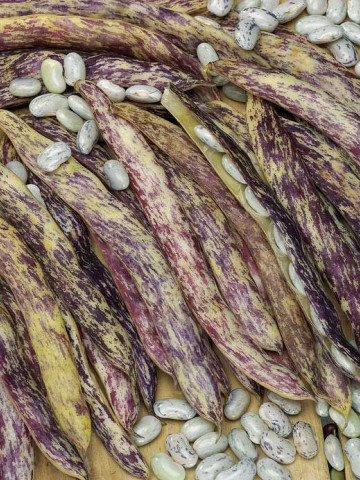 Meraviglia del Piemonte (50 gr) seminte de fasole pitica lata, tarcata cu striatiuni mov, Agrosem