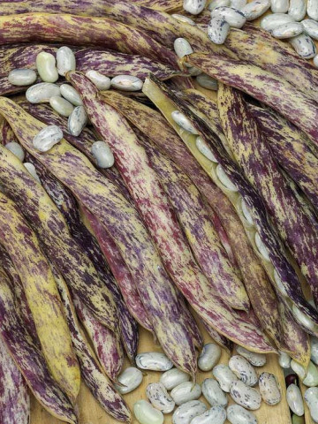 Meraviglia del Piemonte (50 grame) seminte de fasole pitica lata, tarcata cu striatiuni mov, Agrosem