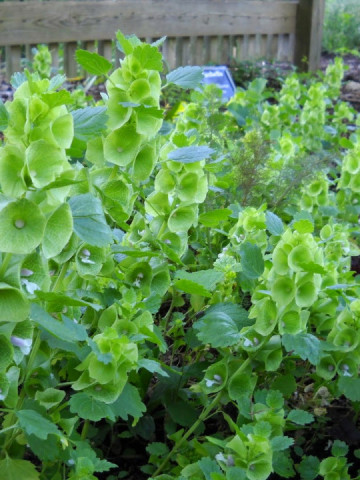 Molucela (0.5 grame) seminte de planta decorativa anuala cu flori mici tubulare tip spic, Agrosem
