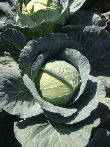 Multima F1 (2500 seminte) varza alba ce suporta bine conditiile de sol nefavorabile si caldura de vara cu rezstenta ridicata la Fuzarioza ceea ce face ca aceasta sa poata fi cultivata in siguranta si in monocultura, Rijk Zwaan