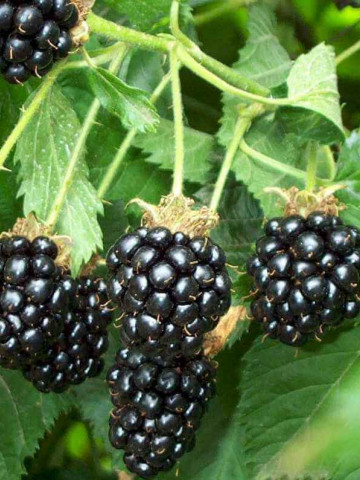 Mur Thornfree, butas de mure soi cu fructe foarte mari, suculente, cu gust placut, dulce-acidulat, Yurta