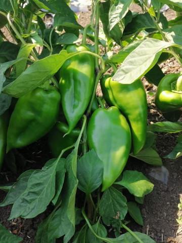 Nesina F1 (1000) seminte ardei capia hibrid nou sarbesc, Superior Seeds