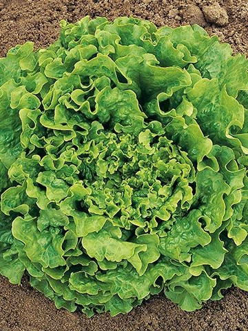 Noisette - 5 grame - Seminte de salata creata tip Batavia ce formeaza capatani cu frunze usor ondulate la periferie si foarte fragede recomandata a fi cultivata in toate anotimpurile de la Enza Zaden