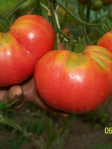 Omars Lebanese (50 seminte) rosii gigant cu gust exceptional, soi heirloom libanez, SUA