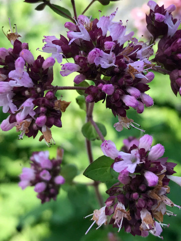 Oregano (1 kg), seminte de Origanum vulgare, plante aromatice parfumate, Agrosem