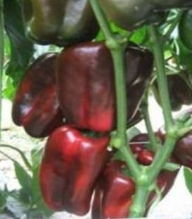 Palladius F1 (500 seminte) de ardei foarte timpuriu cu greutate de 400 grame/fruct productie foarte buna iar grosimea fructului este foarte groasa, Cora Seeds