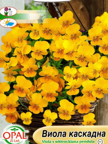 Panselute curgatoare galbene (180 seminte) de panselute pendula Viola Wittrockiana de la Opal