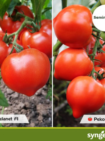 Pekonet F1 (500 seminte) rosii extratimpurii semidetermante, Syngenta