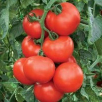 Petula F1 (100 seminte) tomate cu crestere nedeterminata si maturitate timpurie de tip vegetativ recomandat pentru culturile in sere si solarii pentru ciclul 1 si ciclul 2, Rijk Zwaan