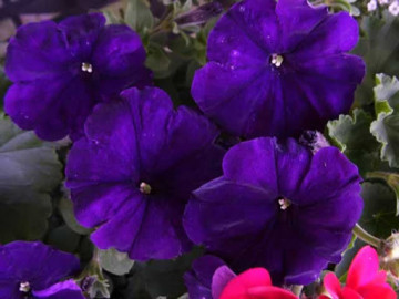Petunie mov (0.2 gr) seminte flori mari, violet, inflorire abundenta, Horti Tops