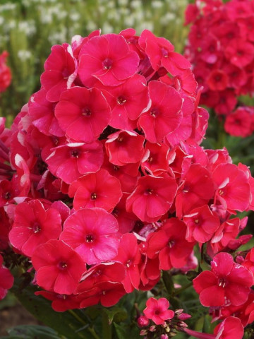 Phlox paniculata Grenadine Dream (ghiveci 1 l), plante perene cu flori mari rosii-purpurii