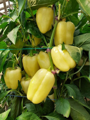 Piedone F1 (500 seminte) ardei gras galben coacere in rosu, Seminis