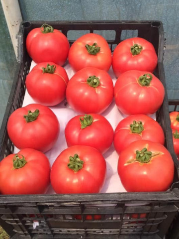 Pink Rock F1 (1000 seminte) de tomate roz cu crestere nedeterminata, Yuksel
